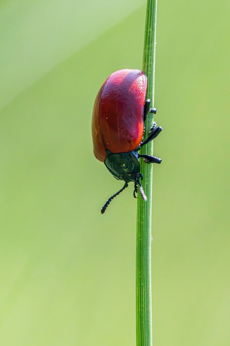 Pest Control Strategies