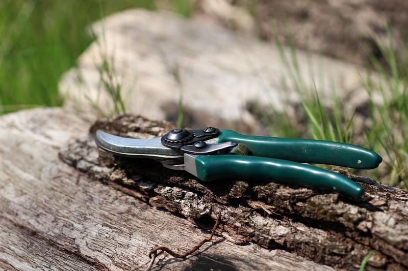 Pruning Basics