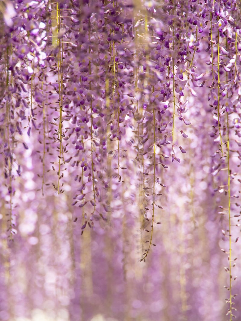 Vertical Gardening Ideas