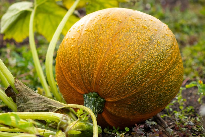 When to Harvest Vegetables