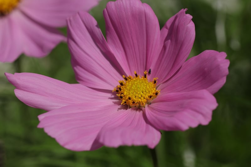 Flowering Plants