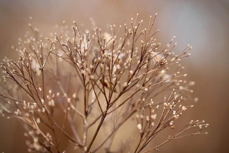 Creative Plant Arrangements