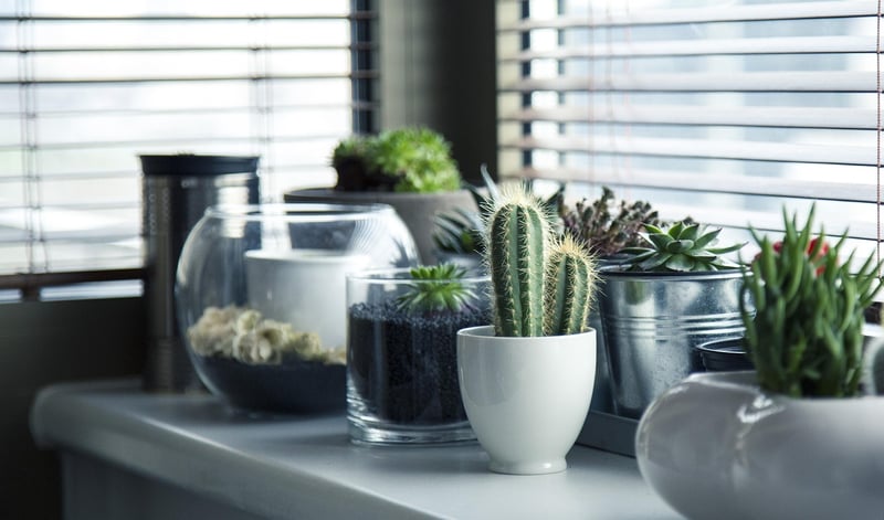 Pest Control Strategies